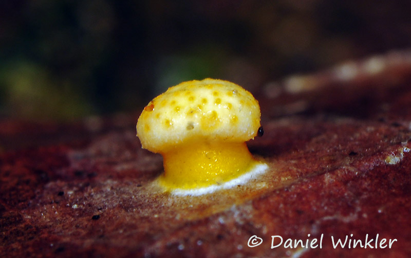 Cordyceps found in Colombia in April 2015 | Mushroaming - Daniel
